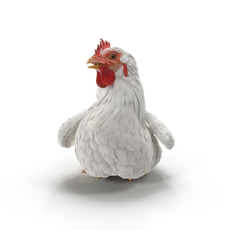 White Chicken or Hen. 3D illustrationの写真素材