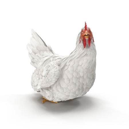 White Chicken or Hen. 3D illustrationの写真素材