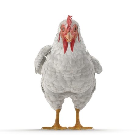 White Chicken or Hen. 3D illustrationの写真素材