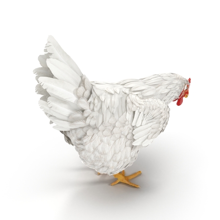 White Chicken or Hen. 3D illustrationの写真素材