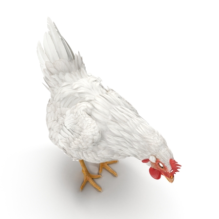 White Chicken or Hen. 3D illustrationの写真素材