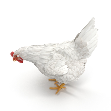 White Chicken or Hen. 3D illustrationの写真素材