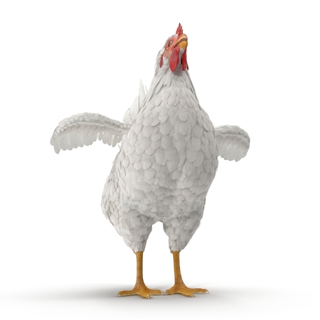 White Chicken or Hen. 3D illustrationの写真素材