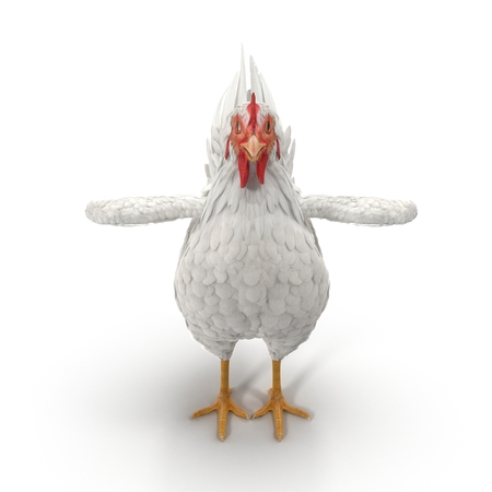 White Chicken or Hen. 3D illustrationの写真素材