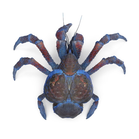 Coconut Crab On White Background. 3D Illustrationの写真素材