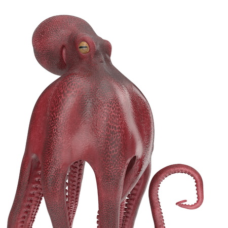 Large Ocopus Vulgaris Red. 3D Illustrationの写真素材