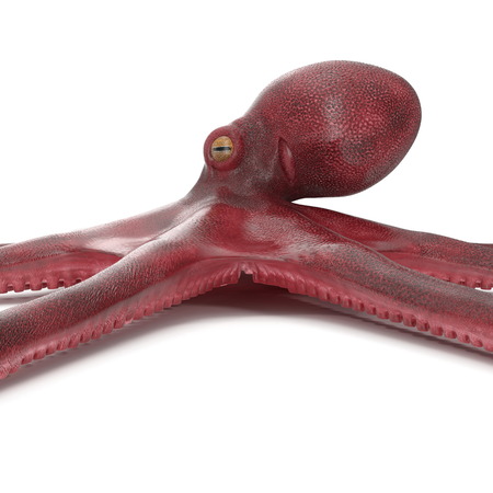 Large Ocopus Vulgaris Red. 3D Illustrationの写真素材