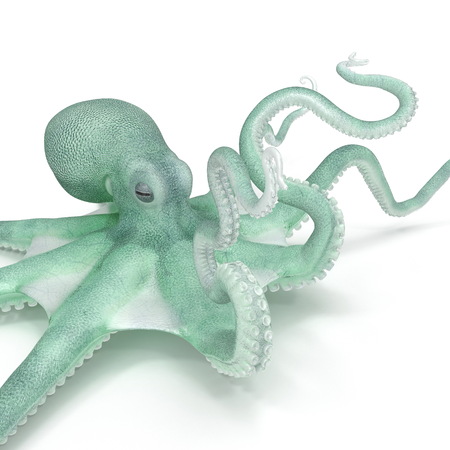 Large Blue Ocopus On White Background. 3D Illustration
