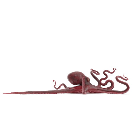 Large Ocopus Vulgaris Red. 3D Illustrationの写真素材