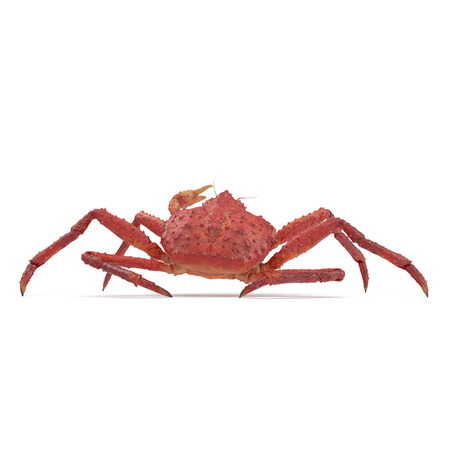 Red King Crab Kamchatka On White Background. 3D Illustration, isolatedの写真素材