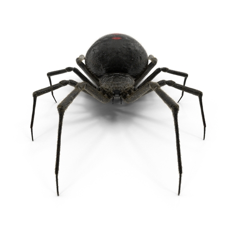 Black Widow Spider 3D Illustration On White Backgroundの写真素材