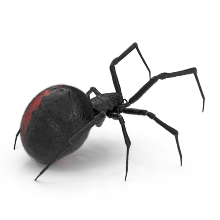 Black Widow Spider 3D Illustration On White Background Isolatedの写真素材