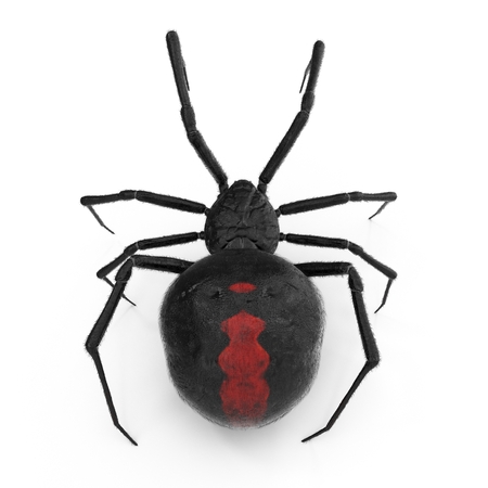 Black Widow Spider 3D Illustration On White Background Isolatedの写真素材