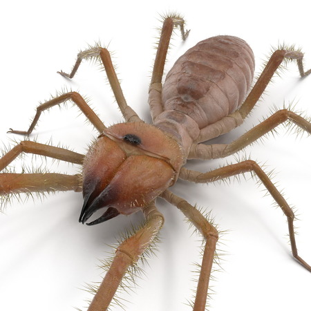 Camel Spider Isolated on White Background. 3D Illustrationの写真素材