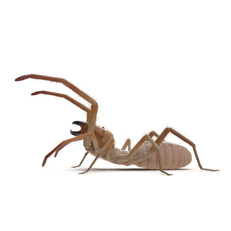 Solifugae or Camel Spider with Fur Isolated on White Background 3D Illustrationの写真素材
