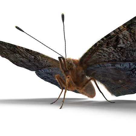 Aglais or European Peacock Butterfly with Fur 3D Illustration Isolatedの写真素材