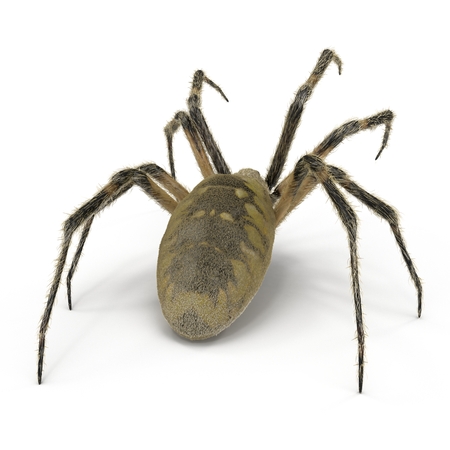 Argiope Aurantia Spider on White Background 3D Illustration Isolatedの写真素材