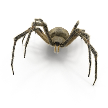 Argiope Aurantia Spider on White Background 3D Illustration Isolatedの写真素材