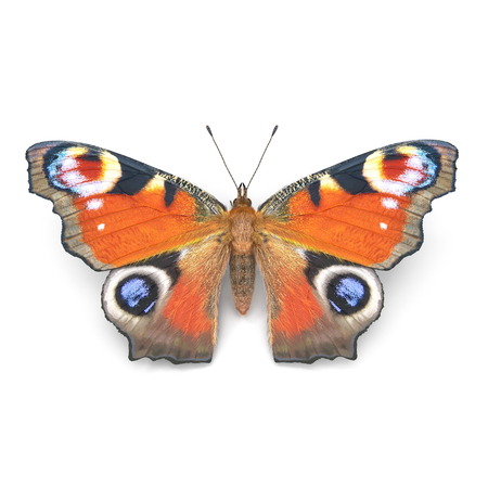 Aglais or European Peacock Butterfly with Fur 3D Illustration Isolated