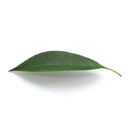 Cherry Leaf on White Background 3D Illustration Isolatedの写真素材