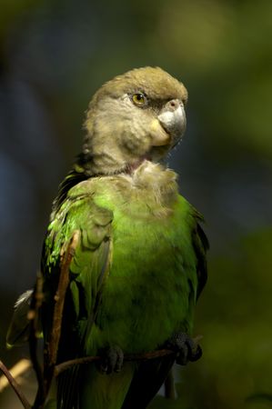 Brownheaded parrotの写真素材