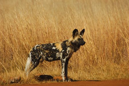 African wild dogの写真素材