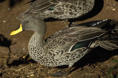Yellow-billed duckの写真素材