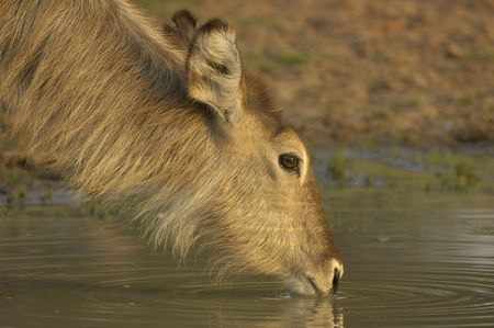 Waterbuckの写真素材