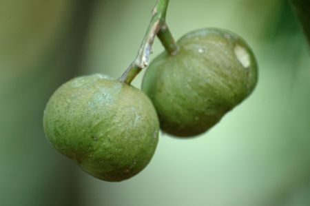Fever-berry (Croton megalobotrys)