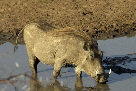 Warthogの写真素材