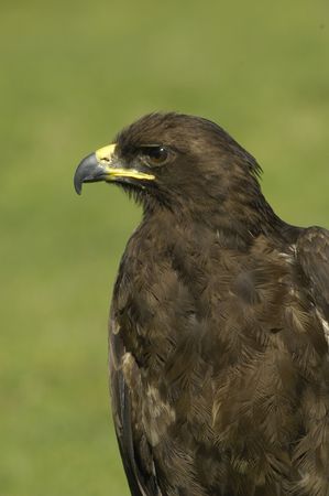 Wahlbergs eagle