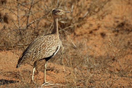 Red crested korhaanの写真素材