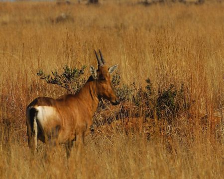 Red hartebeest calfの写真素材