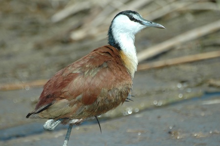 African Jacana resting on one leg