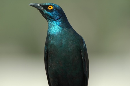 Cape glossy starlingの写真素材