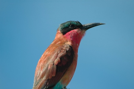 Carmine bee-eaterの写真素材