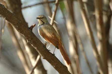 Collared palm-thrushの写真素材