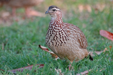 Crested francolinの写真素材