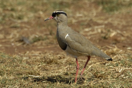 Crowned lapwingの写真素材