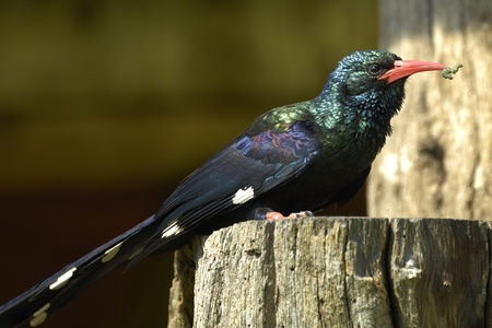 Green wood-hoopoeの写真素材