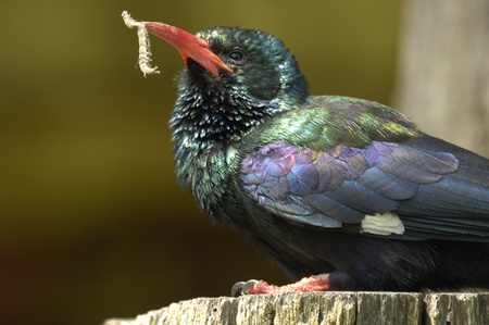 Green wood-hoopoeの写真素材