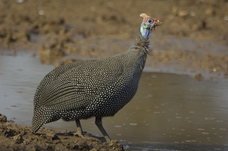 Helmeted guinea fowlの写真素材