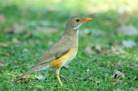 Kurrichane thrushの写真素材