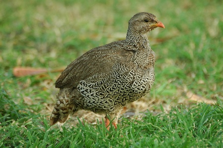 Natal francolinの写真素材