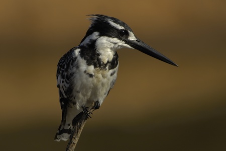 Pied kingfisherの写真素材