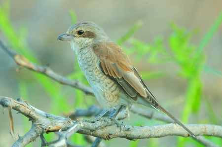 Red-backed shrikeの写真素材