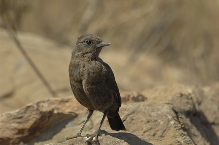 Southern ant-eating chatの写真素材