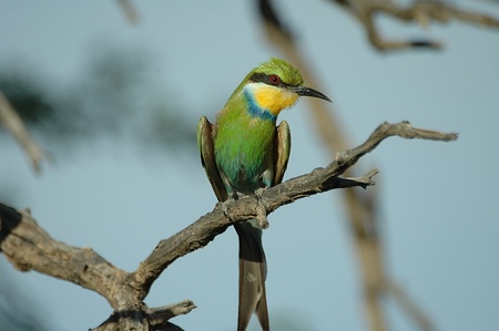 Swallow-tailed bee-eaterの写真素材