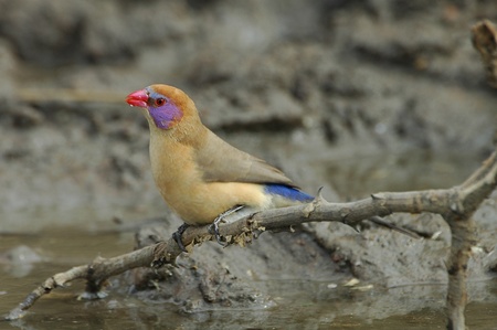 Violet-eared waxbillの写真素材