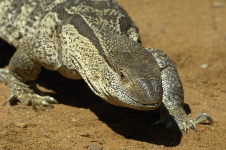 Rock monitor lizard